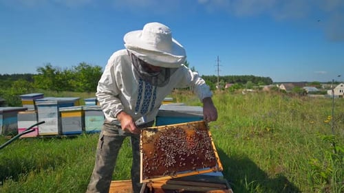 Beekeeper Inspecting Honeycomb Frame in Rural Setting