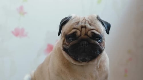 Cute Pug Dog Licks its Face Indoors
