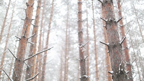 Snowstorm in the Dense Forest