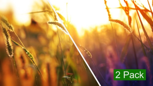Wheat Field Glowing in the Morning Sunrise