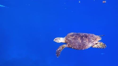 Schildkrötenschwimmen unter dem Blauen Meer