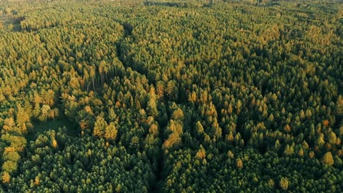 Vista aérea da floresta verde de coníferas