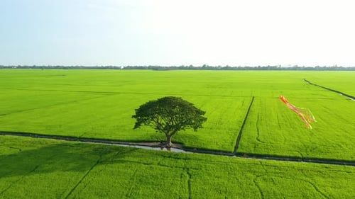 Ruhige Landschaft mit einsamen Bäumen, Drachen und grünen Feldern auf dem Land
