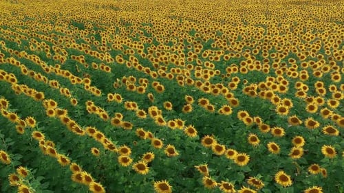 Aerial View. Flowering Sunflowers. Natural Agriculture. Field Sunflowers