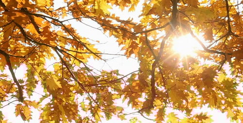 Golden Leaves Glowing in Autumn Sunlight