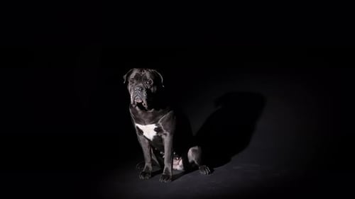 Cane Corso in a Dark Studio on a Black Background in the Light of a Spotlight