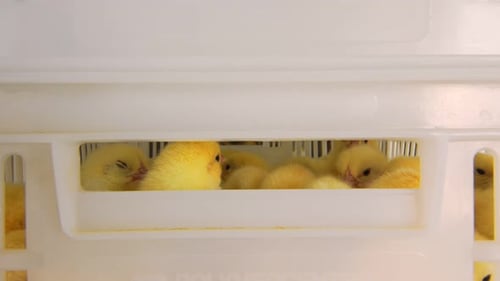 Many Baby Chicks in White Container, Close Shot