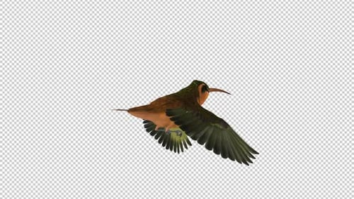 Kolibri - Rufous Hermit - fliegende Schleife - Rückenwinkel - Alphakanal