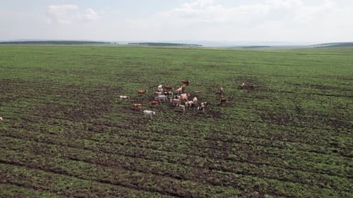 Aerial Drone Shot of Cows Grazing on Pasture Landscape