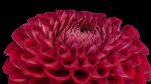 Rotating red dahlia flower with ALPHA channel, seamless loop