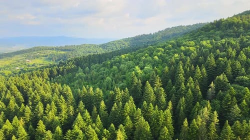 Aerial View of Green Pine Forest with Dark Spruce Trees Covering Mountain Hills