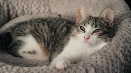 Tabby Kitten Yawns in Cozy Bed