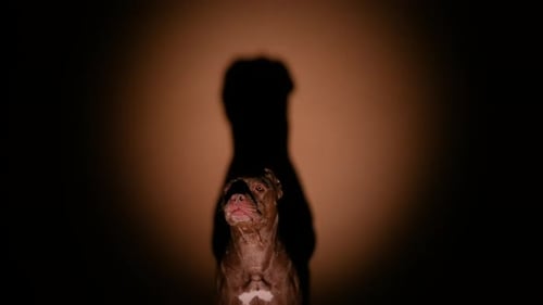 Dog Breed American Pit Bull Sits in a Dark Studio Under the Light of a Spotlight