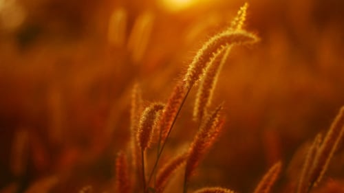 Golden Grass Blowing Gently in the Breeze