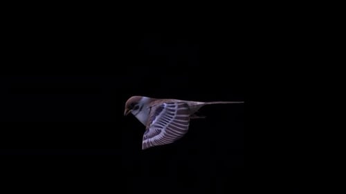 Sparrow Wingbeat Seitenansicht