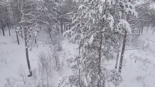 Winter Has Come In The Forest