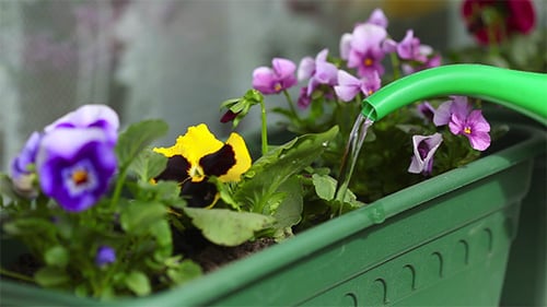 Watering Colorful Pansies in Green Planter
