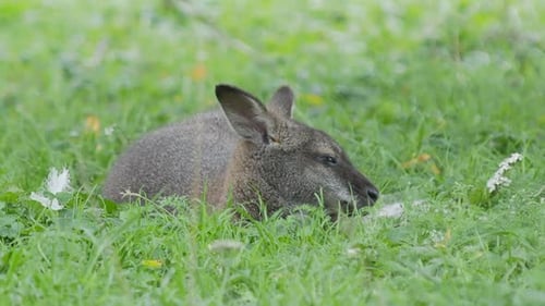 Bennetts Baumkänguru liegt auf Gras. Dendrolagus Bennettianus weidet auf der Wiese.