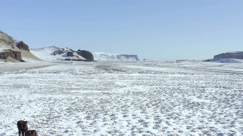 Islandpferde bei verschneiten Bedingungen mit wunderschöner isländischer Landschaft