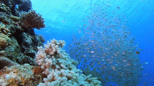 Glasfisch aus blauem Meer