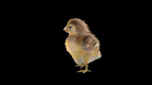 Fluffy Baby Chick Walking with Alpha Channel