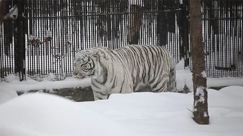 White Tiger