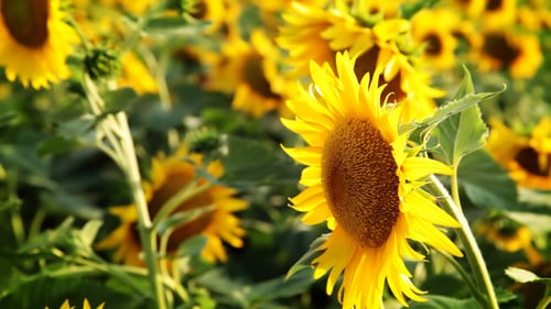 Sunflower Field Blooms on a Sunny Day