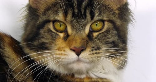 Brown Tortie Blotched Tabby and White Maine Coon Domestic Cat, Close up of the head of Female