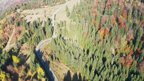 Cars Drive Along the Highway Into the Distance of the Carpathian Mountains in a Fir Forest in