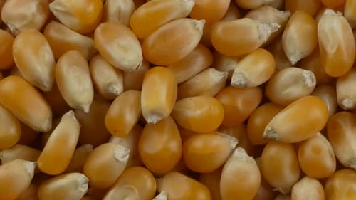Des grains
de maïs soufflé jaunes. En gros plan.
