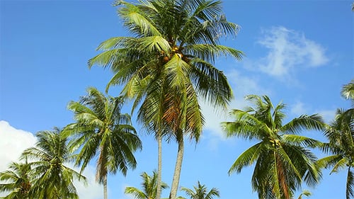 Coconut Palms