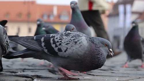 Birds Eating Bread Crumbs