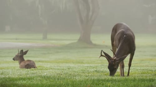 Deer Grazing in Misty Morning Meadow