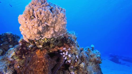 Red Octopus Changing Color