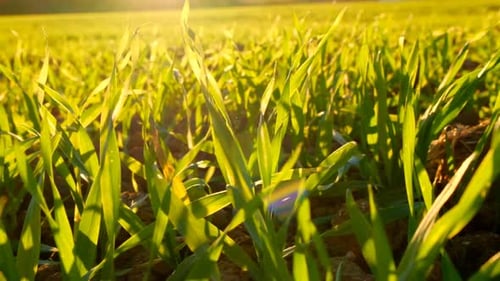 Farm field. Green plants in the sun.Spring meadow. Spring nature.