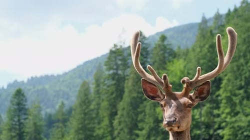 Portrait of a Young Wild Deer with Branched Horns in the Forest