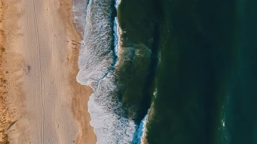 Strand- und Ozeananten