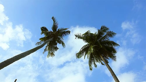 Palm Trees Against Blue Sky and Clouds