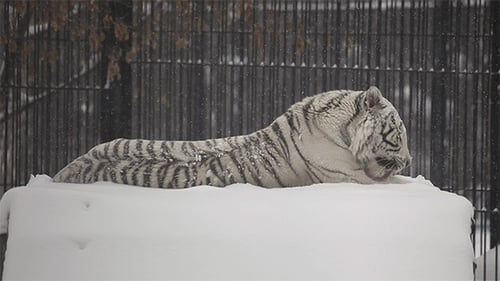 White Tiger