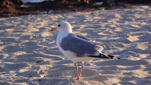 Seagull Walking on Sandy Beach Near Ocean