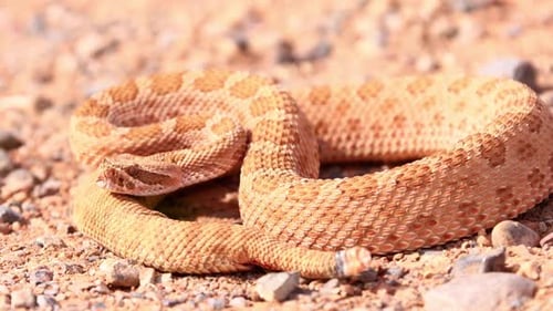 Rattlesnake in the desert of Norther Arizona