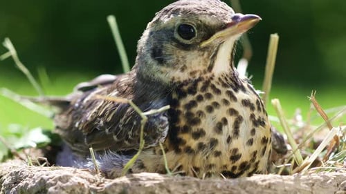 Young Bird Resting in a Nest Close Up