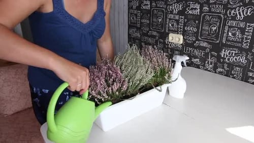 Woman Watering Plants Indoors
