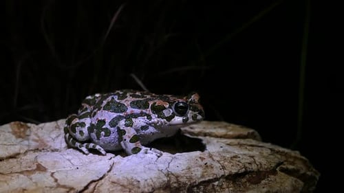 European green toad on a rock at night