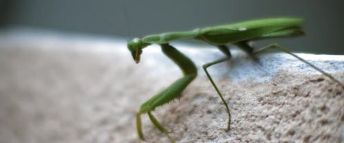 Close up of the praying mantis sitting on a concrete wall.