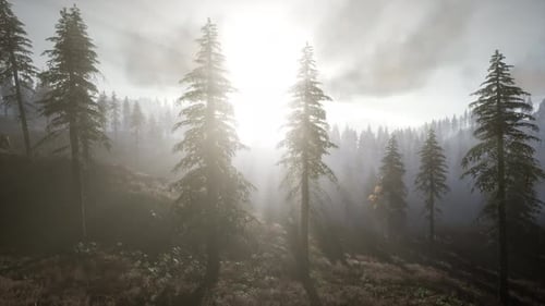Sun Beams Through Trees