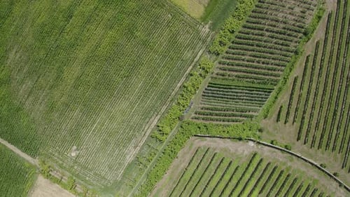 Vue aérienne de Green Vineyards 18