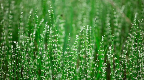 Equisetum.