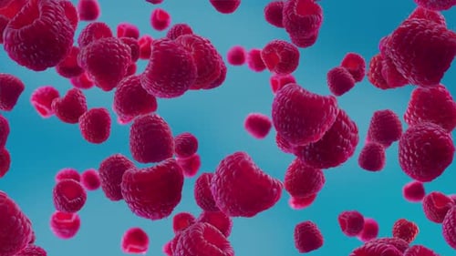 Falling Raspberries Seamless Loop on Blue Background