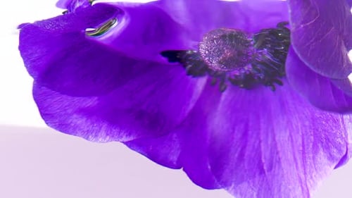 Purple Anemone Flower in Water: Close-Up Beauty